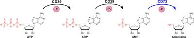 Nucleotide Analog ARL67156 as a Lead Structure for the Development of CD39 and Dual CD39/CD73 Ectonucleotidase Inhibitors